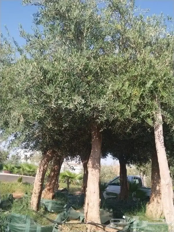 يوجد لديناء شجر الترمناليا وأشجار الزيتون وشجر الظل والأشجار 6