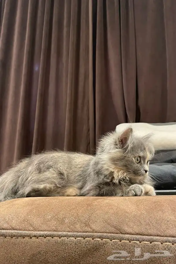 قطة صغيرة عمرها شهرين 2