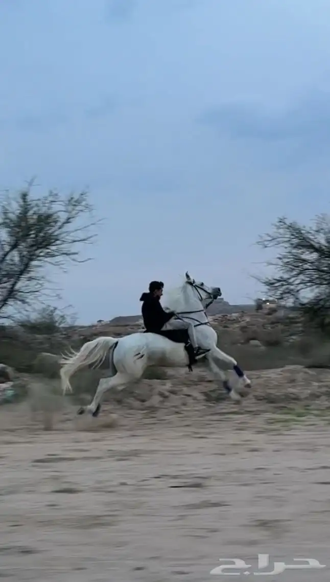 حصان شعبي 2