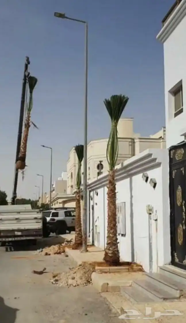 نخل واشنطن 8