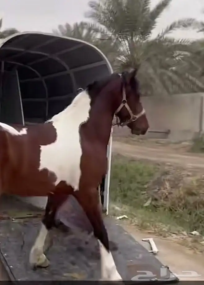 مطلوب خيل هندي فرس او مهره بلونين 0