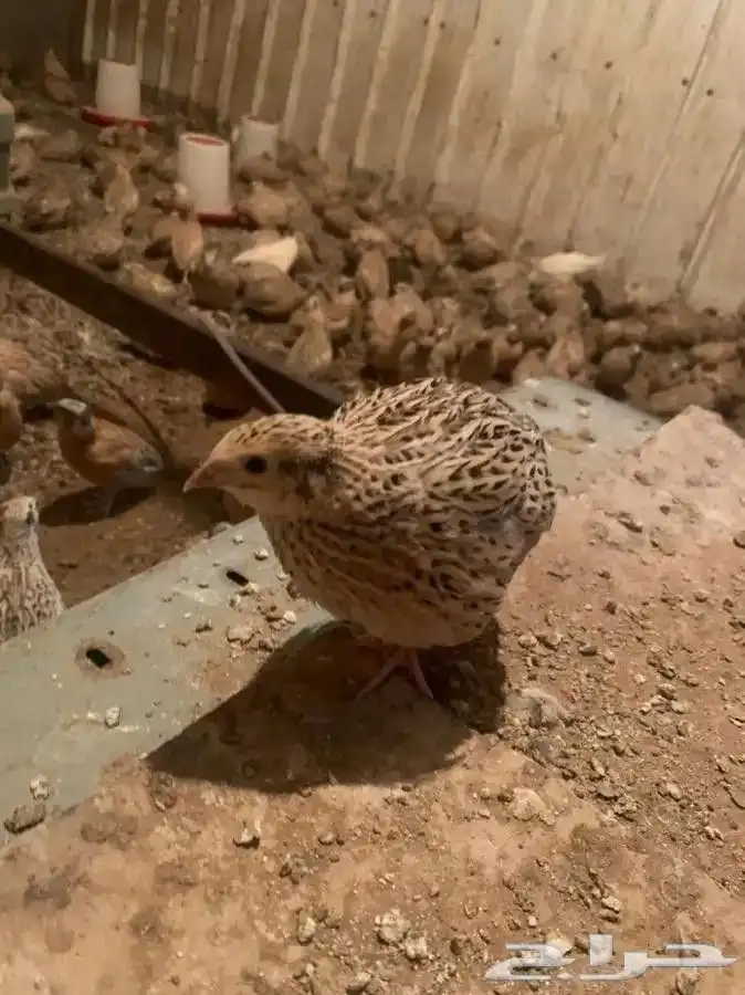 سمان ذبح شحم 2
