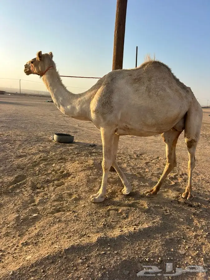 ناقه 1