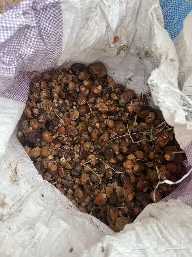 تمر نفيع 1