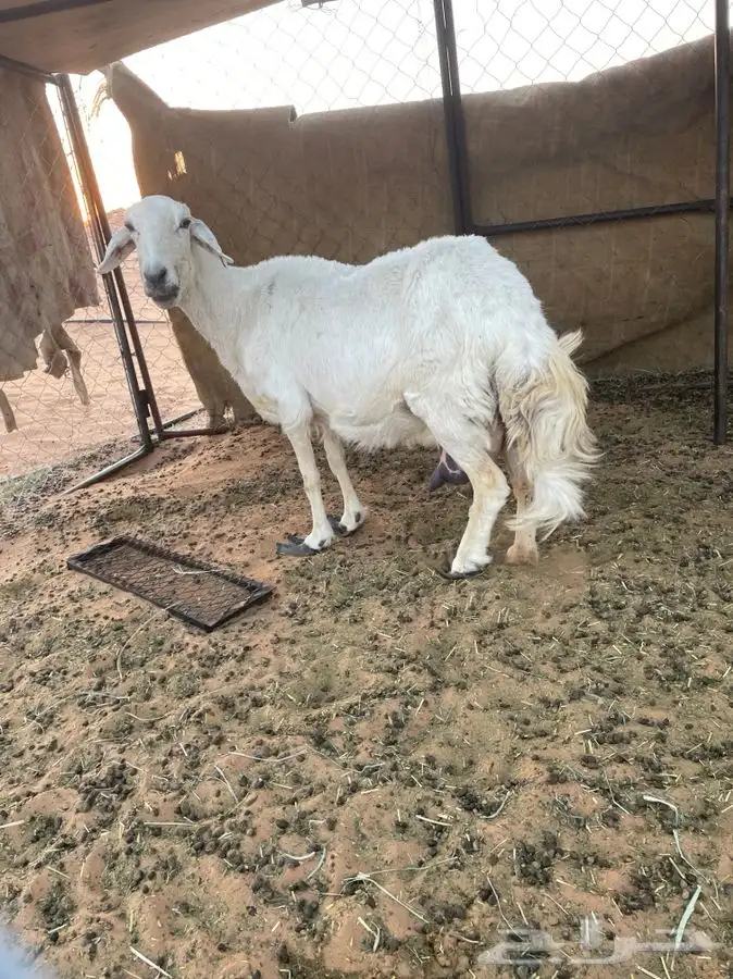 ضانه متبع حريه 4