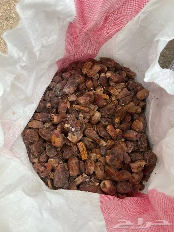 تمر نفيع 0