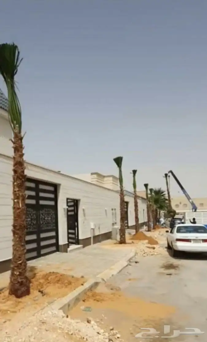 نخل واشنطن 6