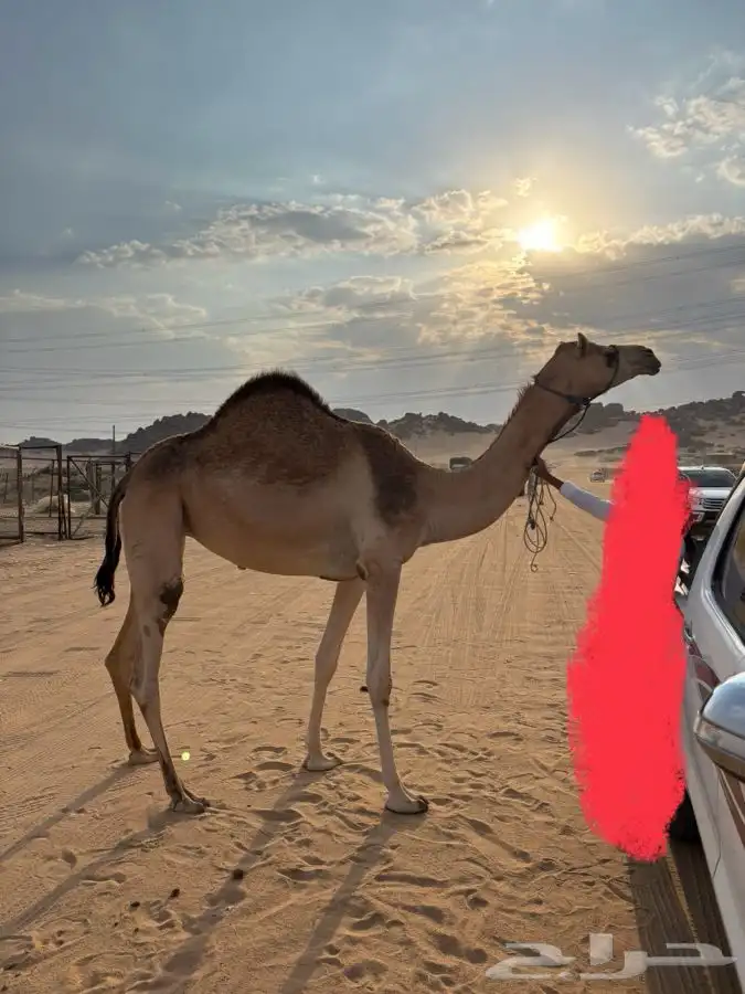اصيل للبيع 0