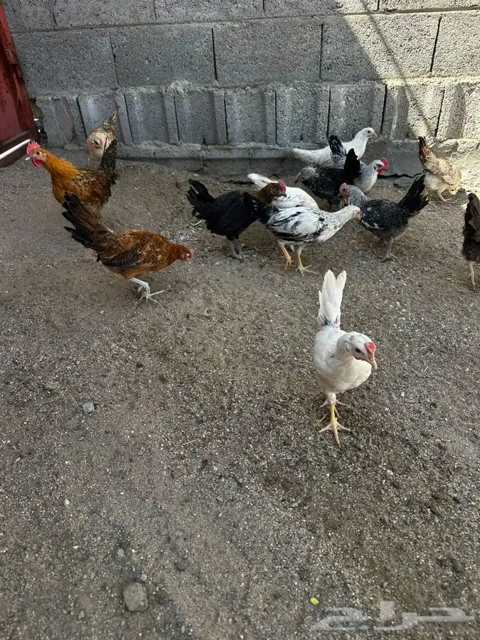 صيصان للبيع 0