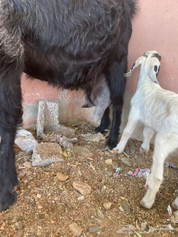 عنز متاوم 3