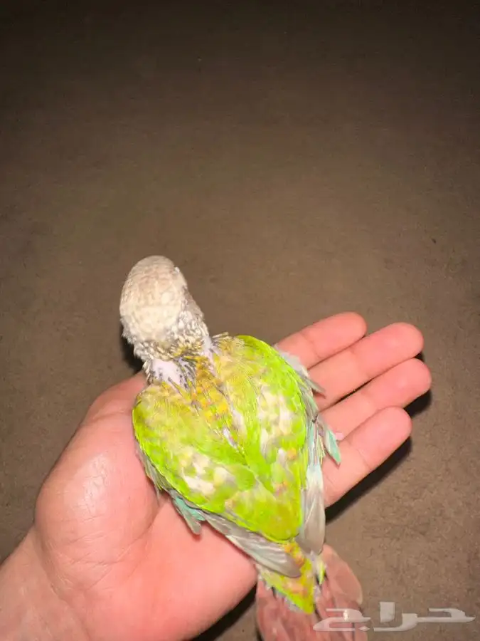 فرخ كنيور 2