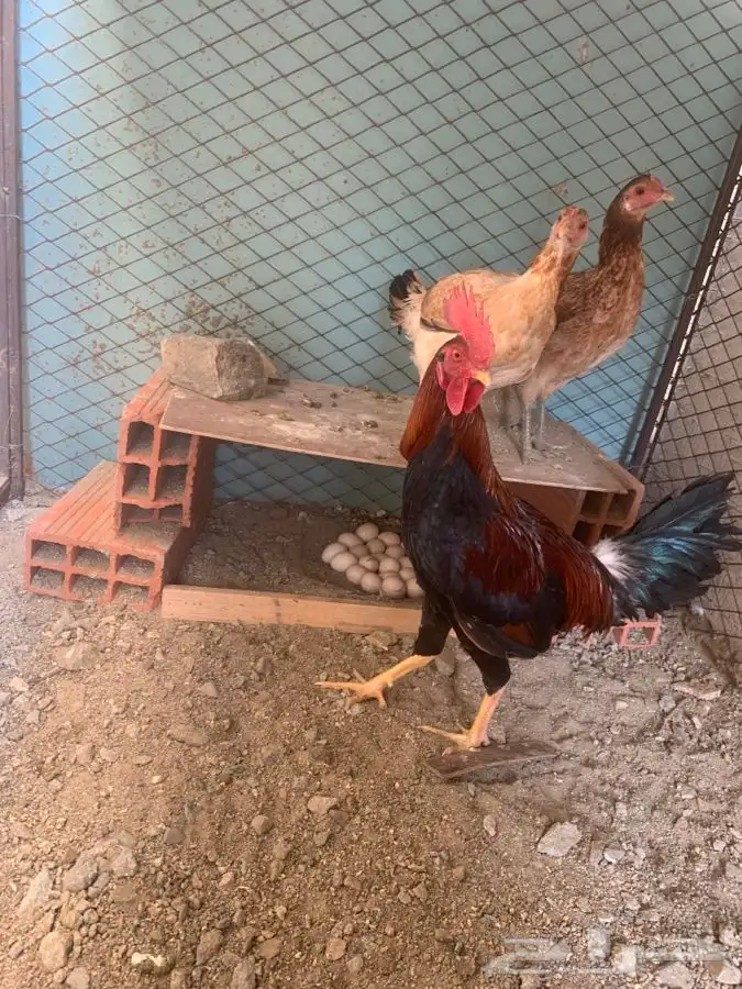 دجاج 0