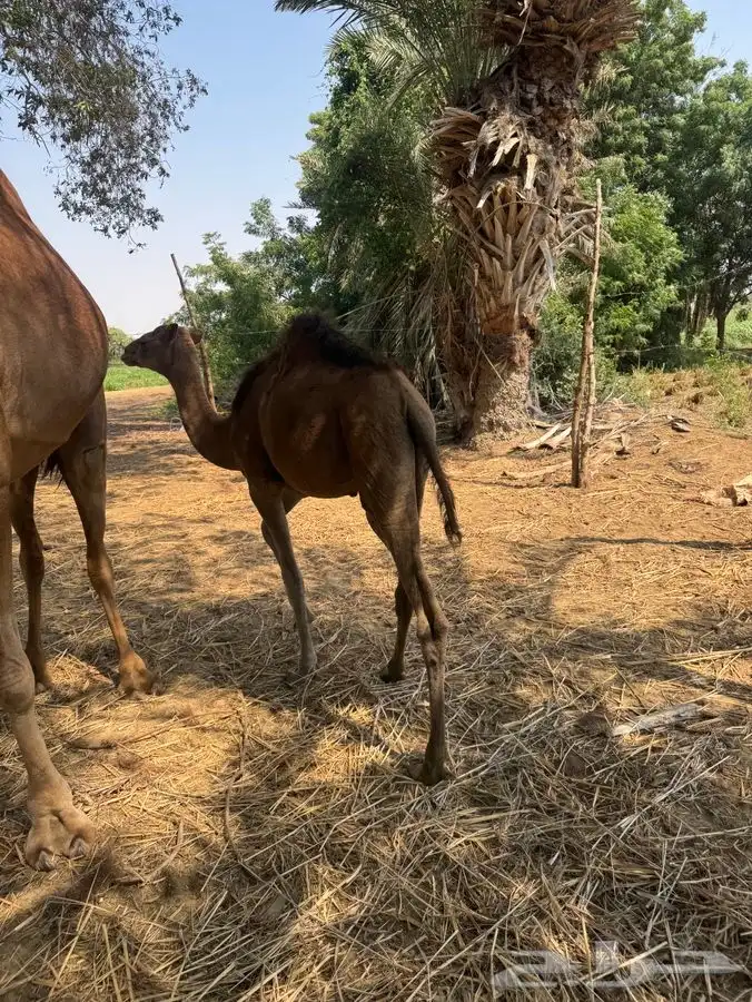 للبيع بكره 2