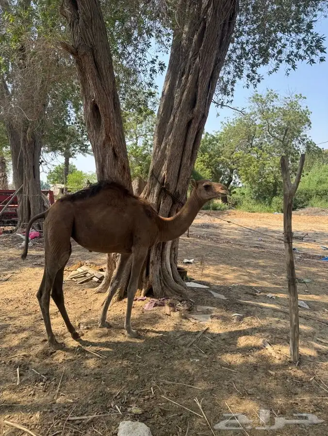 للبيع بكره 0