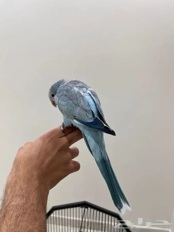 ببغاء كويكر ازرق 2