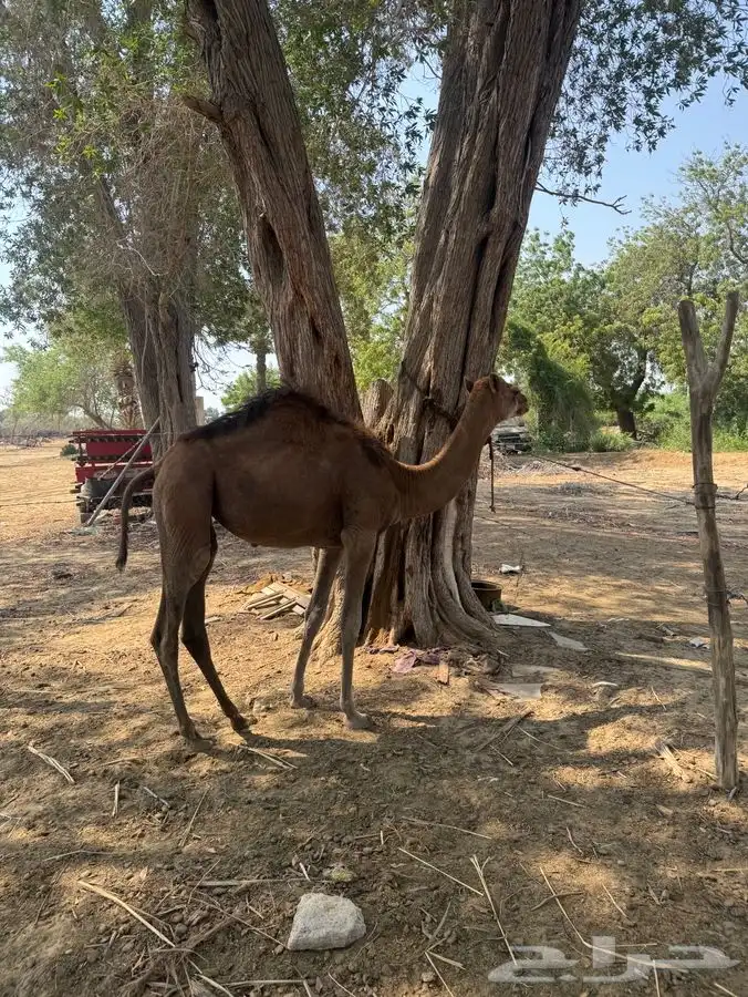 للبيع بكره 1