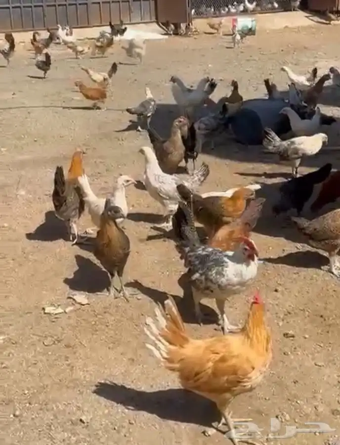 صيصان للبيع 3