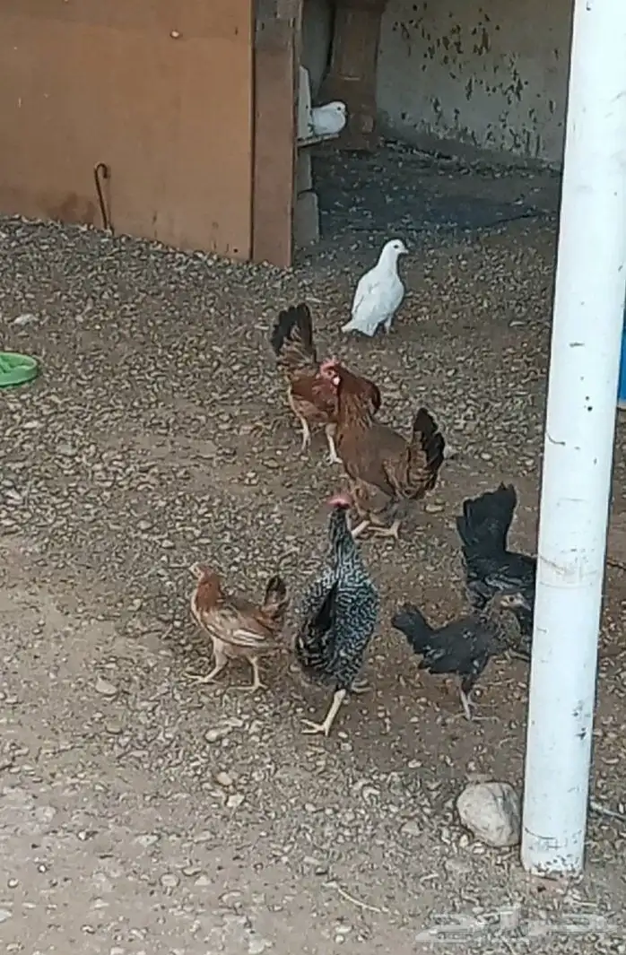 دجاج بلدي 2