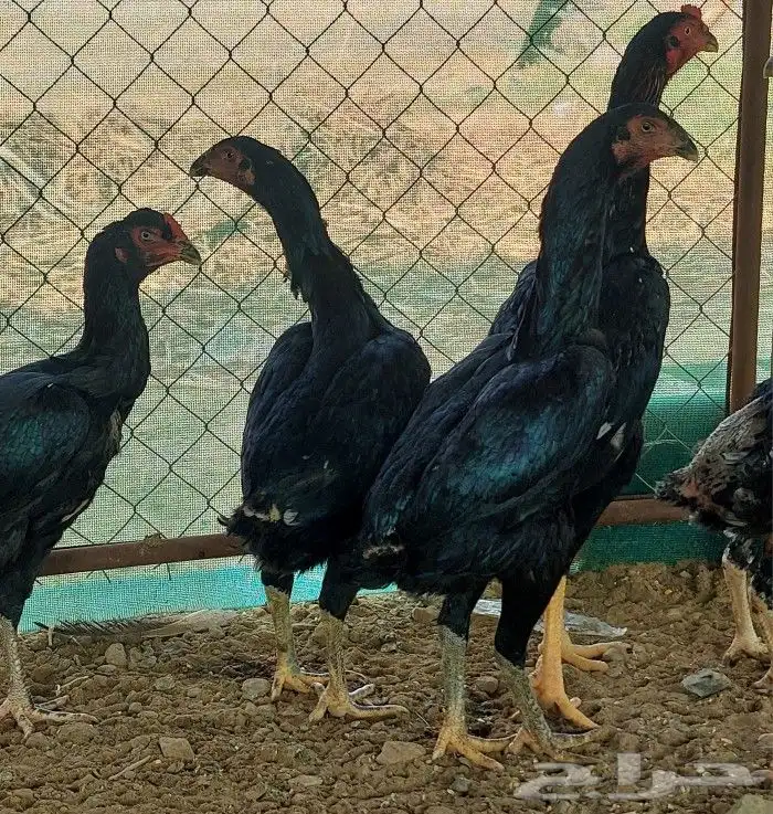 شامو الماني و سندي 2