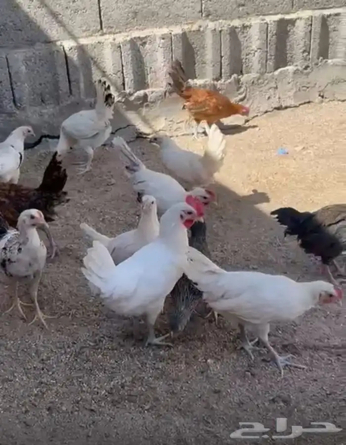 صيصان للبيع 5