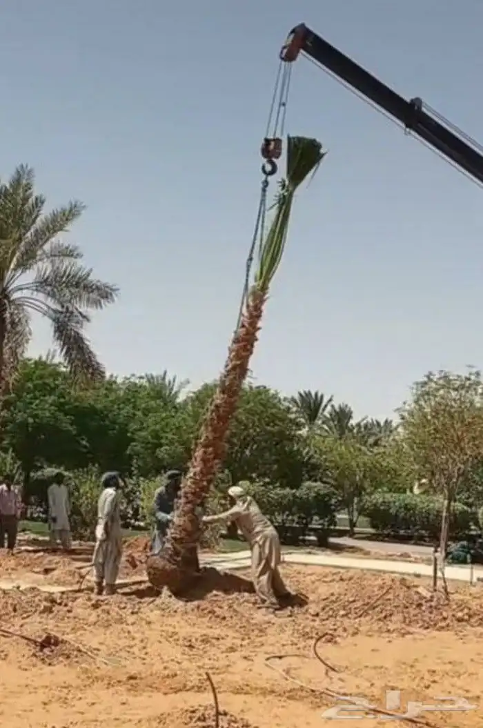 نخل واشنطن 5