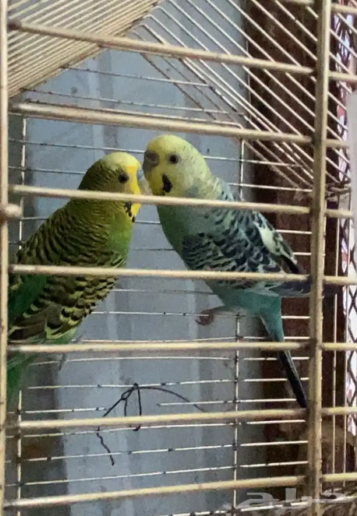 زوج طيور الحب 1