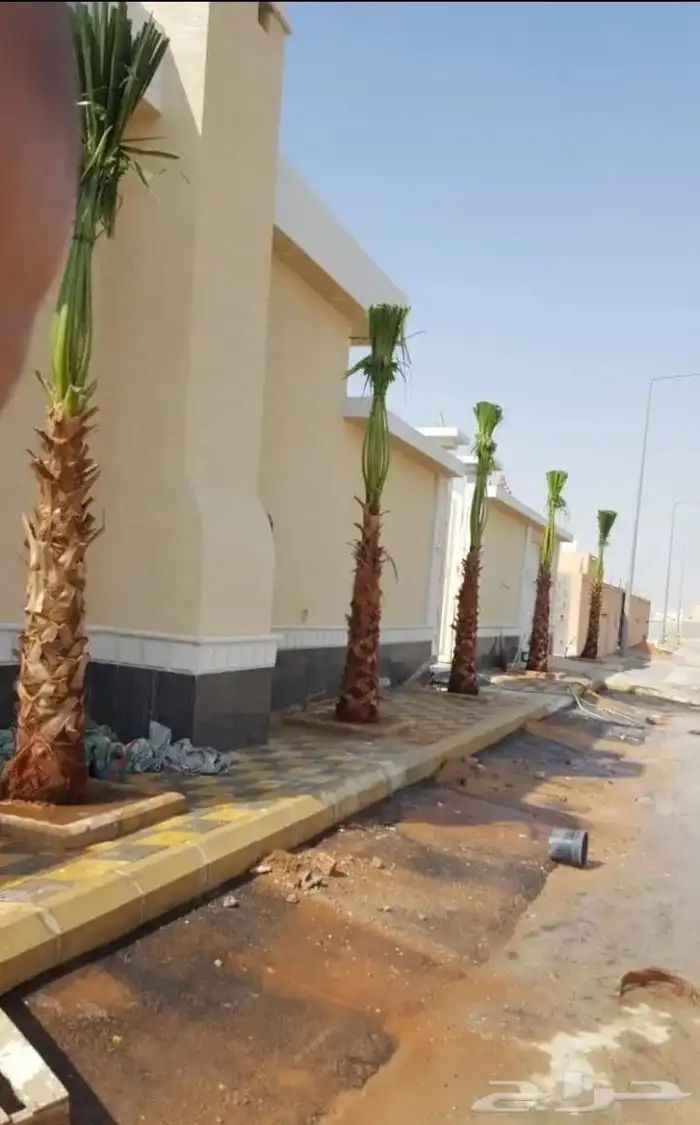 يوجد لدينا جميع انواع النخيل المثمر 1