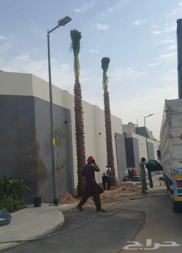 نخيل واشنطنيا للبيع 0