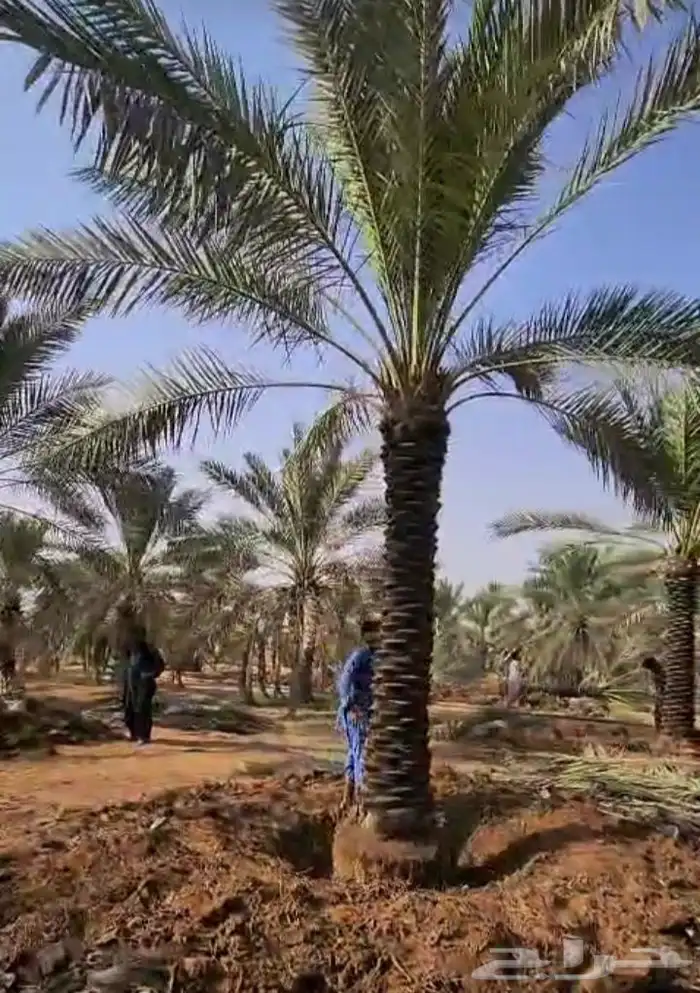 نخل للبيع جميع النواع انخل العربي سكري إخلاص برحي صقعي مجدول 3
