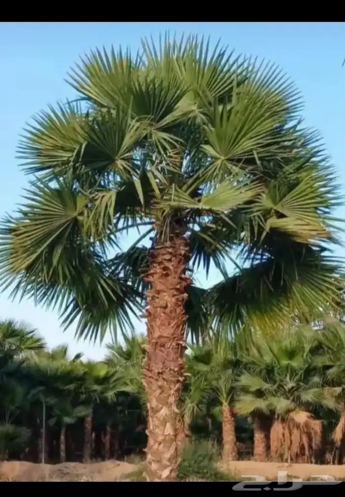 نخل واشنطني زينه امريكي 0