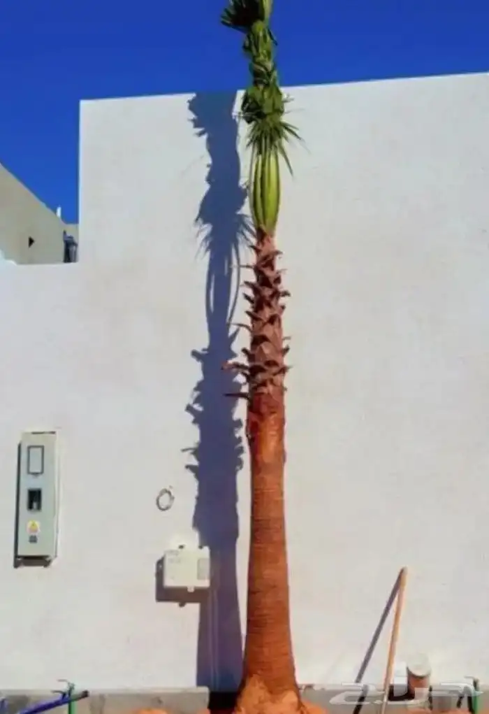 نخيل واشنطنيا للبيع 12