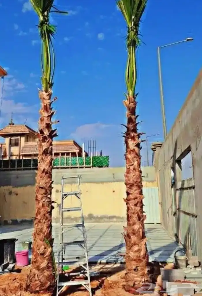 نخيل واشنطنيا للبيع 11