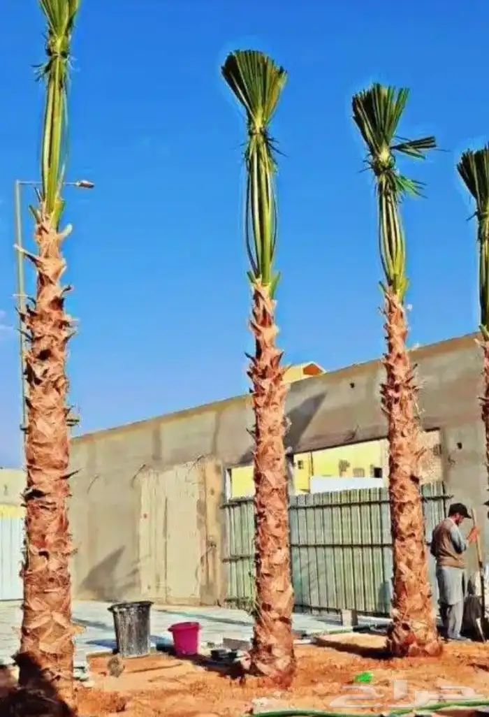 نخيل واشنطنيا للبيع 9