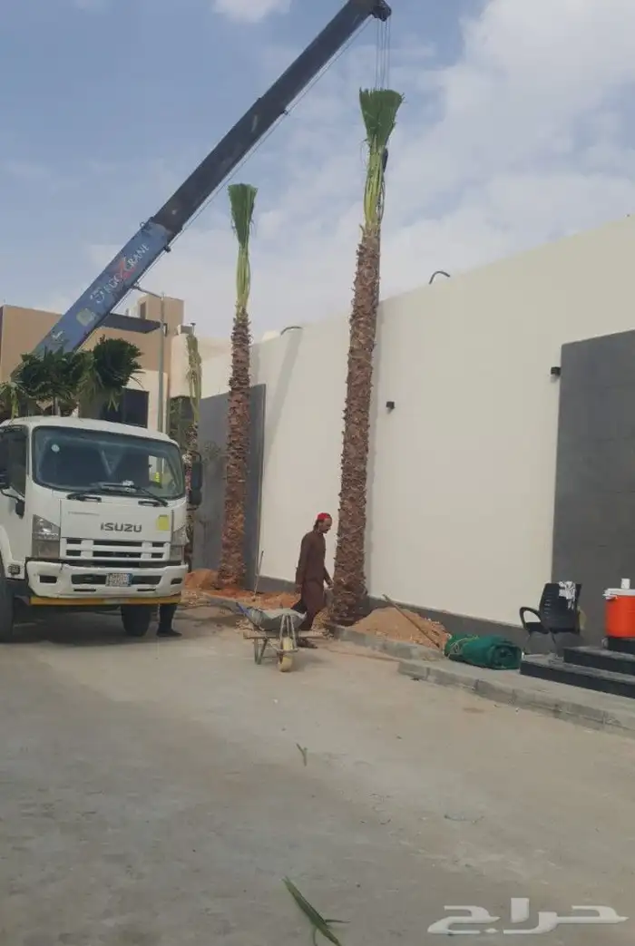 نخيل واشنطنيا للبيع 7