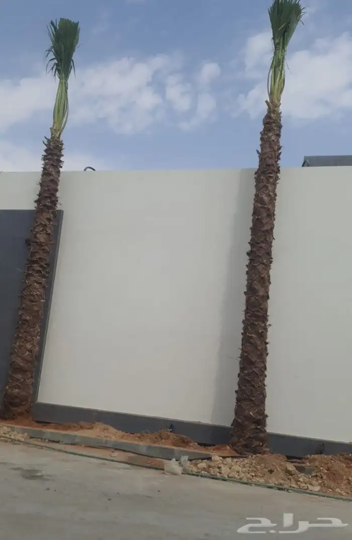 نخيل واشنطنيا للبيع 8