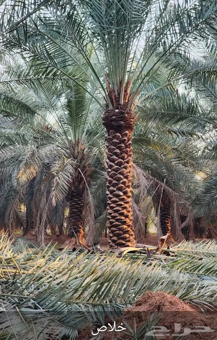 نخيل واشنطنيا للبيع 16