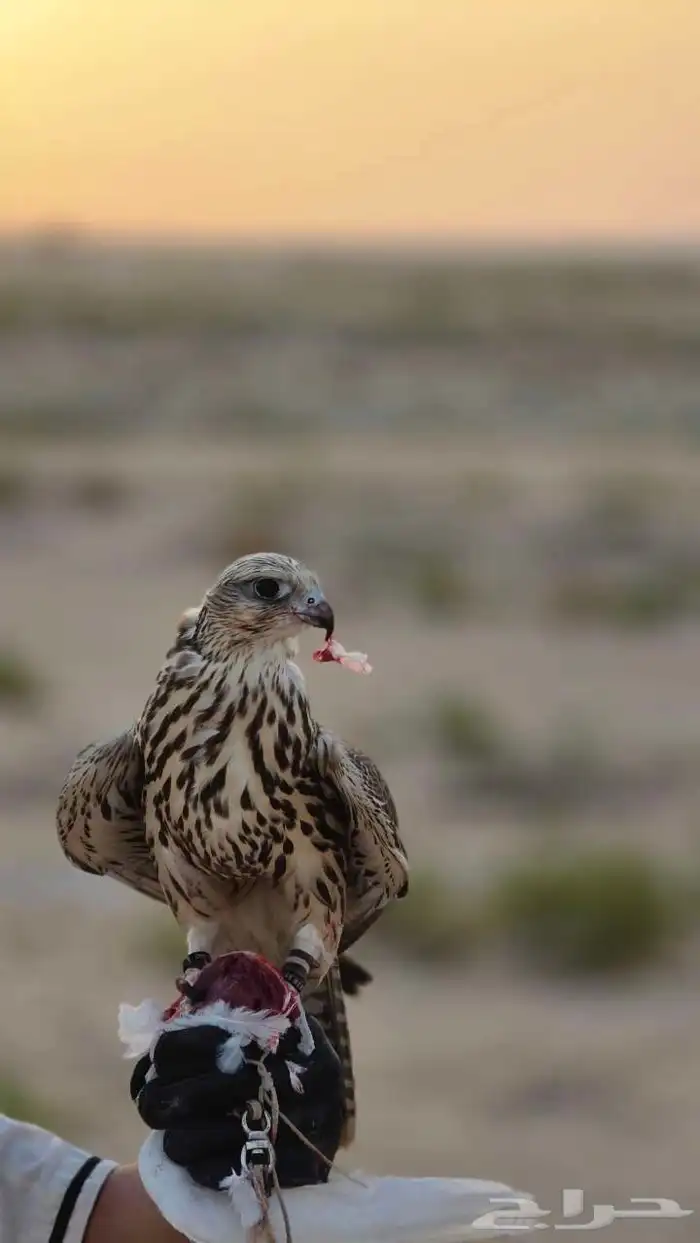 مطلوب طير شاهين او حر  جير  جير تبع   جير شاهين 2