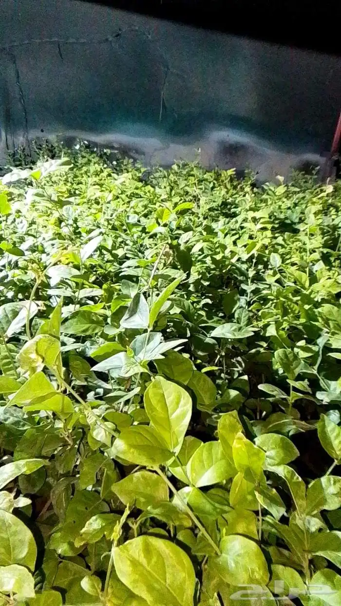 فل جازاني متوفر كميات كبيرة 0