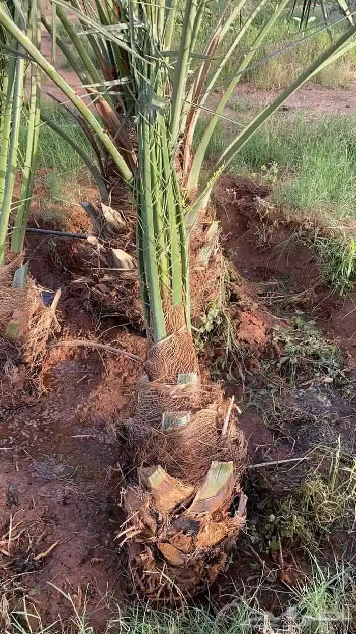 النخل للبيع 7