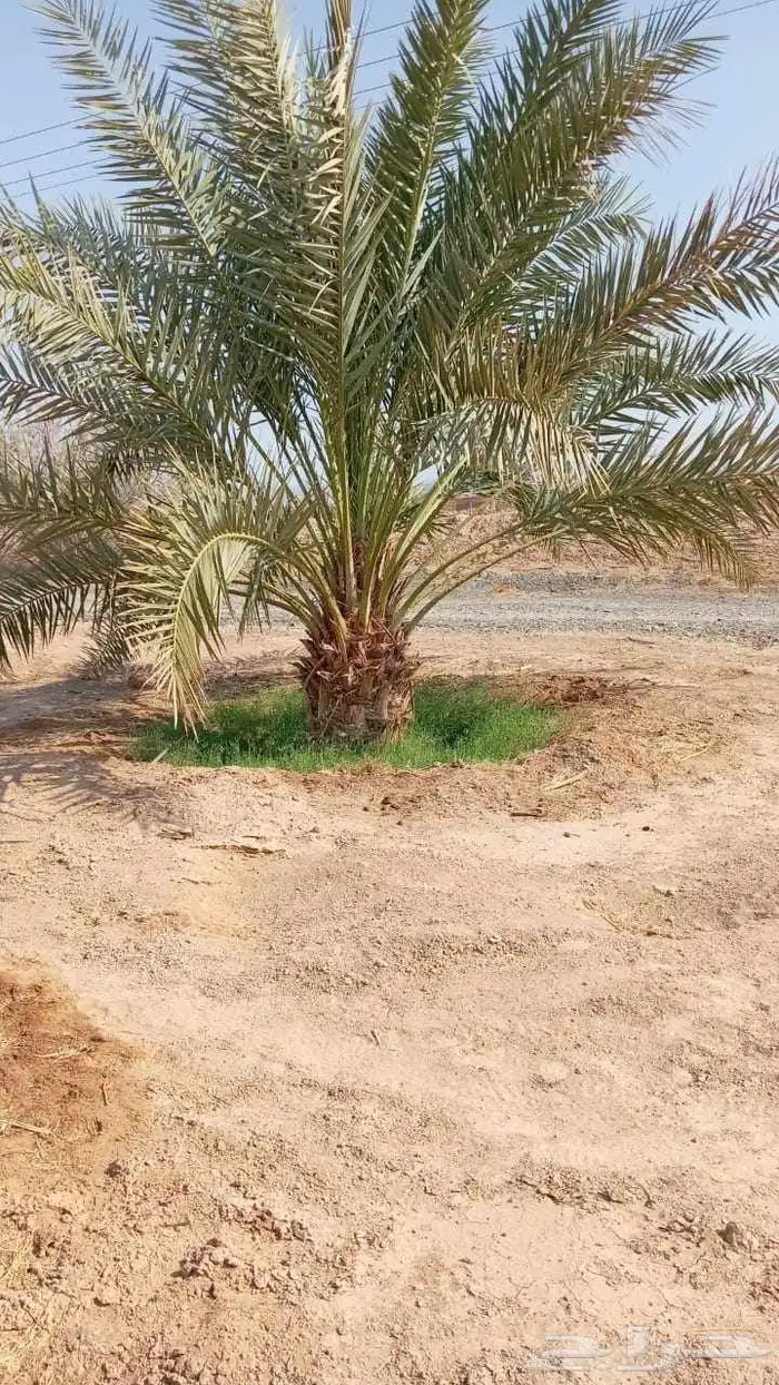 نخل عربي 1