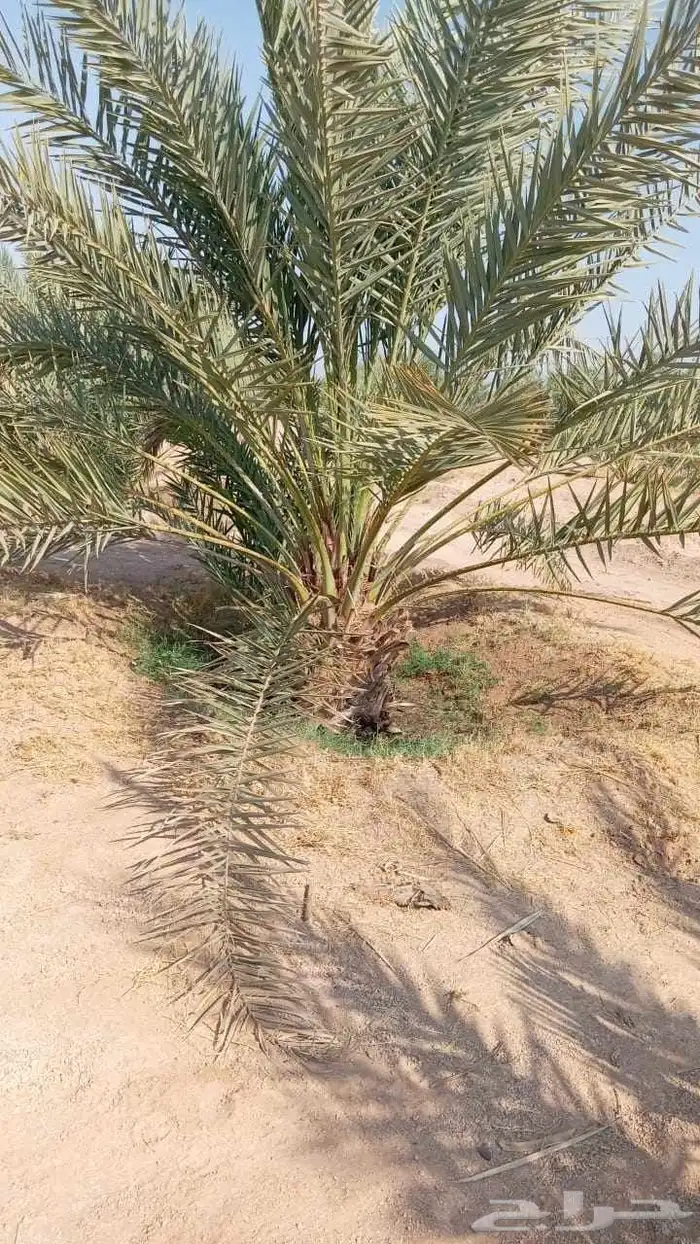 نخل عربي 2