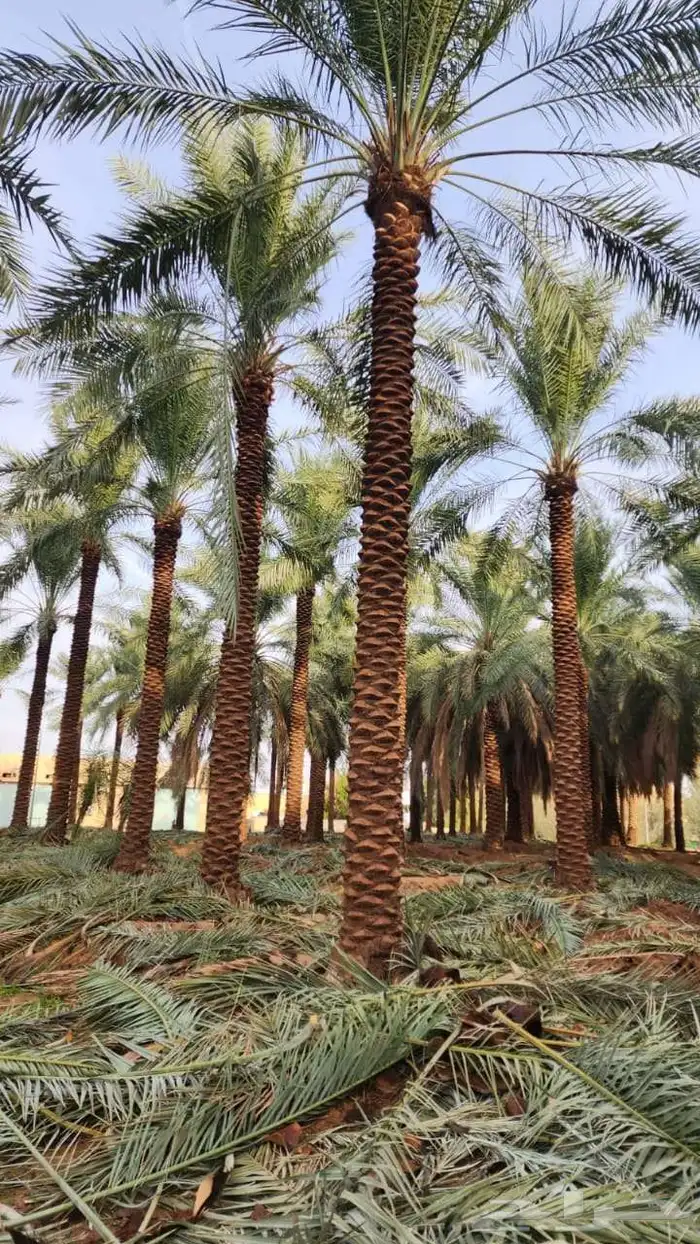 نخل للبيع 16