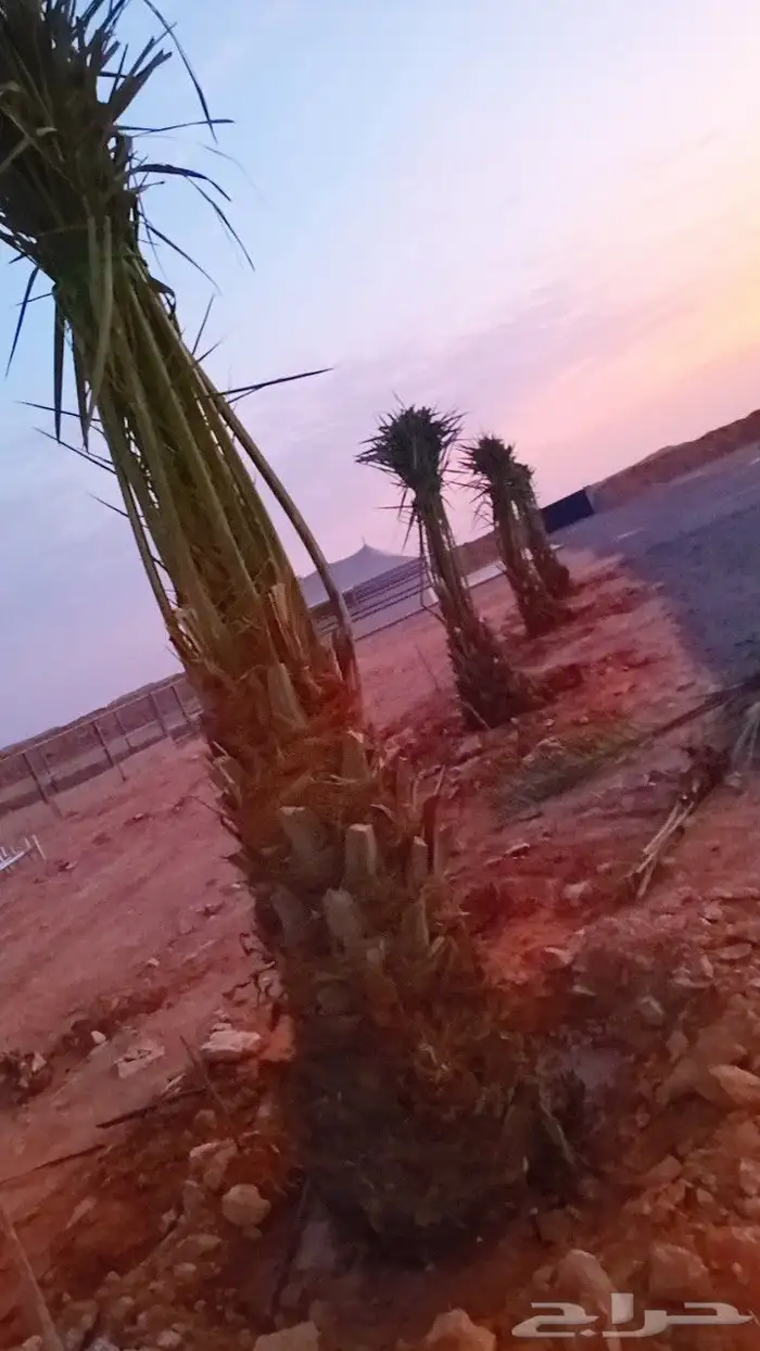 نخل مثمر نخيل مثمره للبيع اخلاص صقعي سكري برحي هلالي 11
