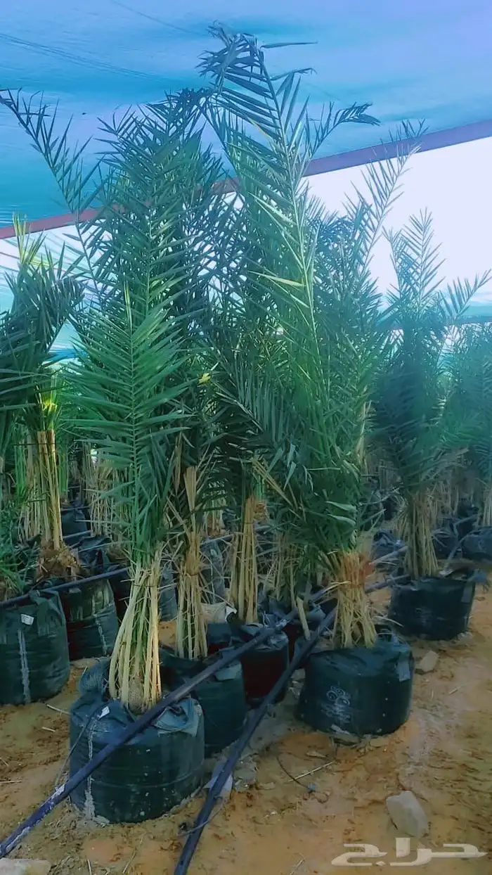 نخل القصيم نخل حايل صقعي مجدول سكري 5