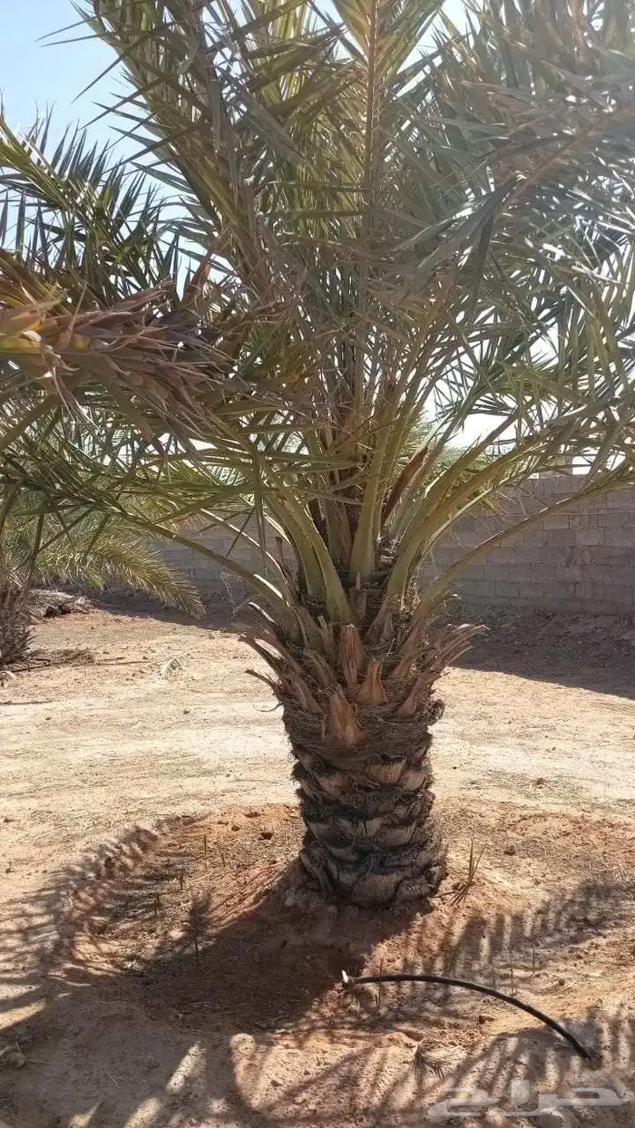 نخل للبيع بجميع أنواعها ومقاساتها نوايع ع الطلب 1