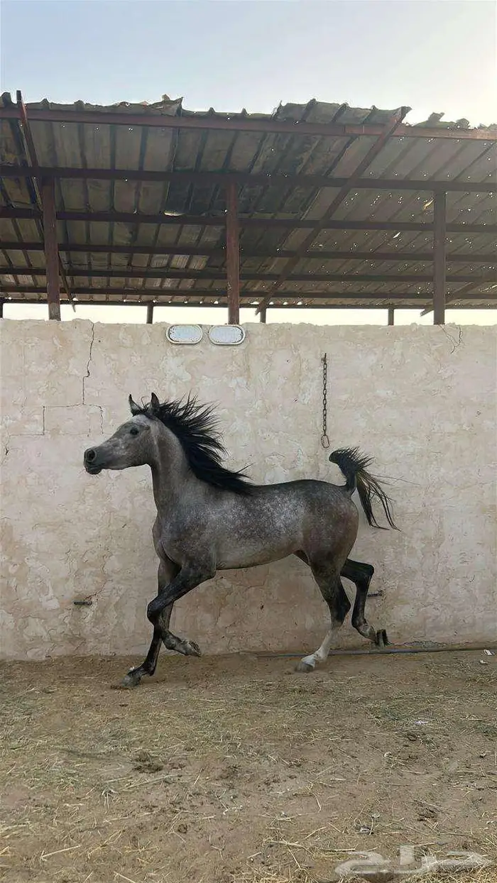 خيل للبيع 0