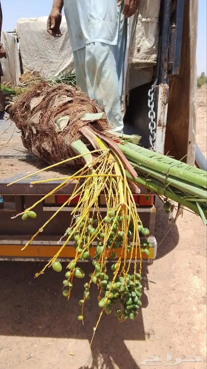 سلام عليكم ورحمة الله وبركاته معكم ابو مشاري جميع انواع المق 0