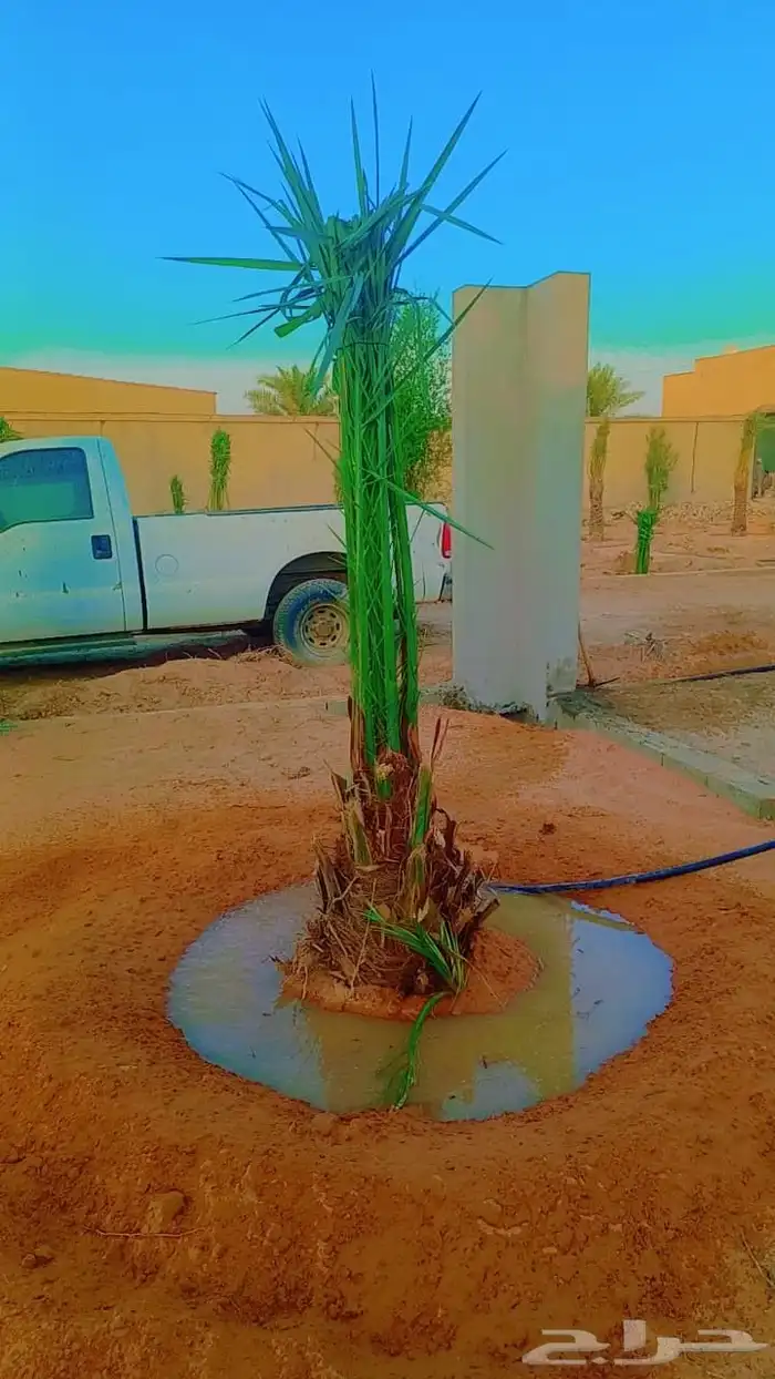 النخل للبيع 6
