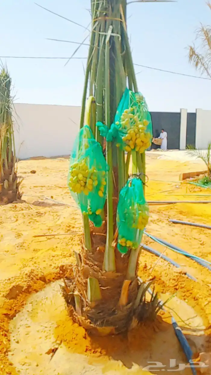 نخل مثمر نخيل مثمره للبيع اخلاص صقعي سكري برحي هلالي 1