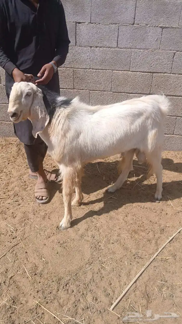 تيس فحل مشروط الصحه والسلامه العمر موضح في الصورة 2